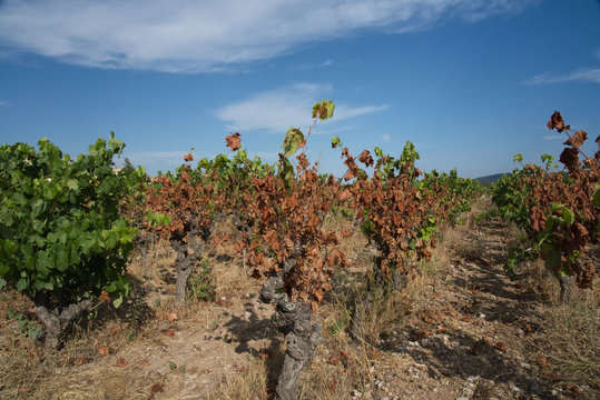 Secheresse dans les vignobles du sud de la France, H&eacute;rault, Occitanie