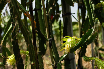 farm of pitaya with fruit and flower