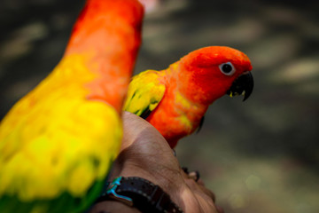 colorful parrot on a branch