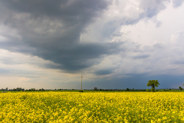 clouds over a field of a rape