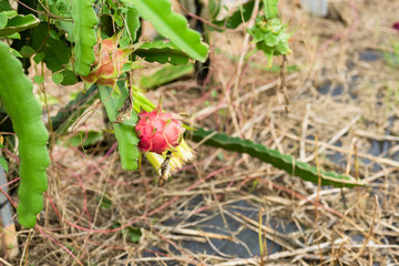 farm of pitaya with fruit and flower