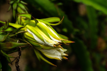 farm of pitaya with fruit and flower