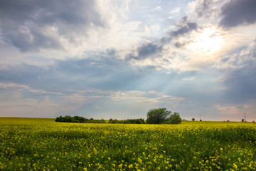Obraz premium clouds over a field of a rape