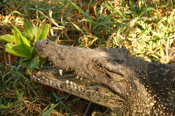 Cuban crocodile. head of a wild crocodile