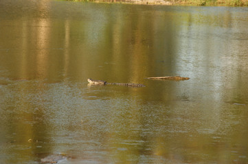 Cuban crocodile (Crocodylus rhombifer). Wild crocodile in water