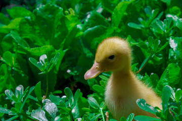 duckling in the grass