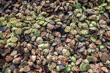 dry seed pod of lotus