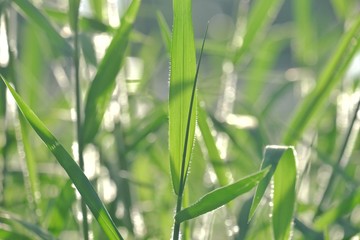 Wild grass leaves growing in a garden with sun light and green nature background 