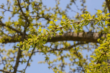 Laub des Ginkgobaumes im Frühling, Ginkgo biloba
