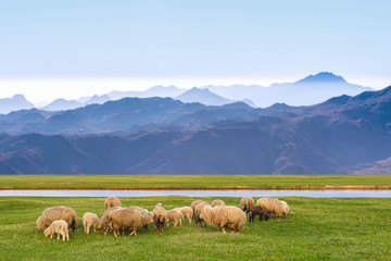 Obraz premium Sheep and goats graze on green grass in spring
