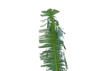 Tearing banana leaves with wind blowing on white isolated background for green foliage backdrop 