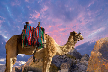 Dromedar camel in the background sands of hot desert, Egypt, Sinai