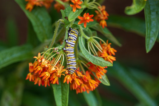 Monarch caterpillar on butterfly milkweed