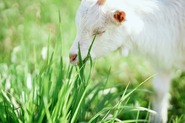 goat on the grass