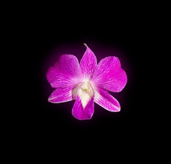 purple orchids flower isolated on black background