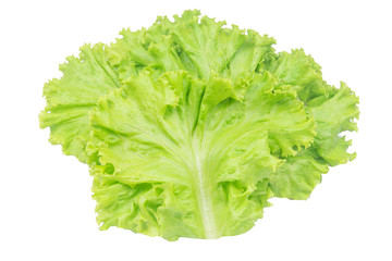 Salad leaf. Lettuce isolated on white background with clipping path.