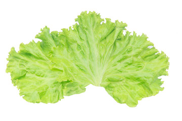 Salad leaf. Lettuce isolated on white background with clipping path.