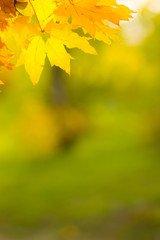 Yellow leaves on a tree. Yellow maple leaves on a blurred background. Golden leaves in autumn park. Copy space