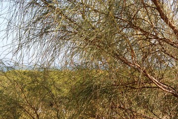 landscape with forest and plants Spain