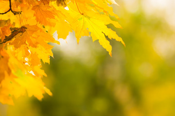 Fototapeta na wymiar Yellow leaves on a tree. Yellow maple leaves on a blurred background. Golden leaves in autumn park. Copy space