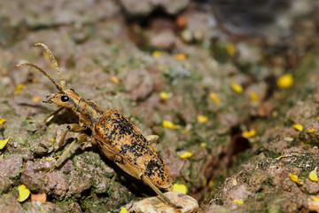 Käfer Großer Zamgenbock, Eichenzangenbock, Rhagium sycophanta