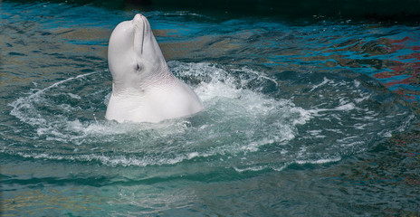 one beluga whale, white whale in water © Pavel