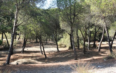 landscape with forest and plants Spain