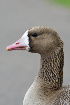 Head shot of a greater white fronted goose (anser albifrons)