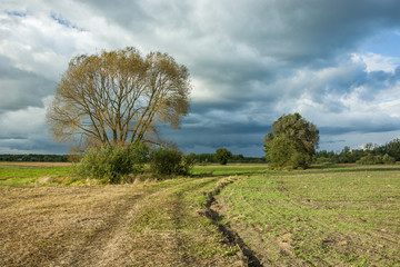 Tree without leaves on the field and rainy clouds on the sky