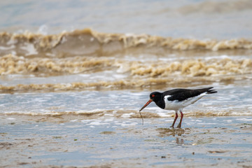 Common Pied Oystercatcher (Haematopus ostralegus) searching for food at low tide in the Dengie mud flats, Bradwell on Sea, Essex, UK
