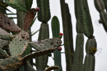 Cactus 