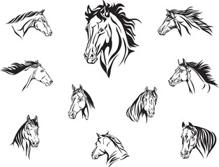 horse, head of a horse, portrait, image, graphics, various options