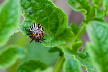 Colorado potato beetle eats potato leaf. Macro. Selective focus. Copy space.