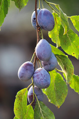 Tree branch with ripe fruit plums