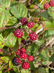 Not yet ripe blackberries