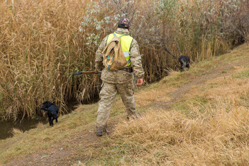 Hunter with a german drathaar and spaniel, pigeon hunting with dogs