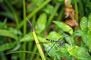 dragonfly on grass