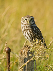 Little Owl