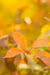 Colorful leaves of wild grapes on a blurred background. Autumn colored leaves in the sun. Background of yellow leaves. Copy space
