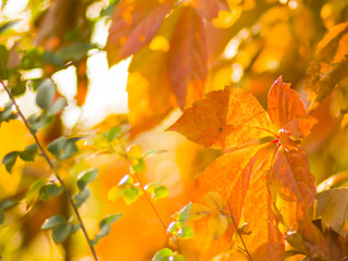 Fototapeta na wymiar Colorful leaves of wild grapes on a blurred background. Autumn colored leaves in the sun. Background of yellow leaves. Copy space