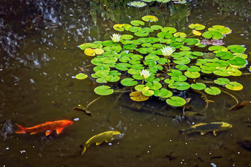 Koi Pond