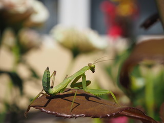 mantis on a red leaf