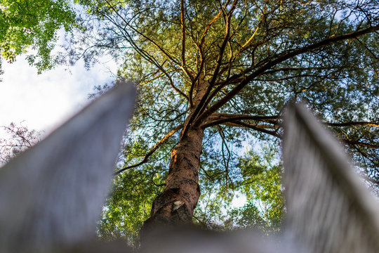 A Pine Tree From Underneath