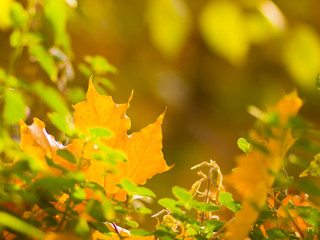Yellow maple leaves on a blurred background. Yellow leaves on a tree. Golden leaves in autumn park. Copy space
