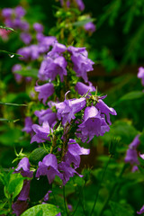 Obraz premium Garden flower bell with water drops on flowers after rain