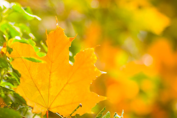 Fototapeta na wymiar Yellow maple leaves on a blurred background. Yellow leaves on a tree. Golden leaves in autumn park. Copy space