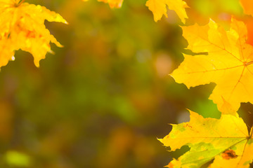 Naklejka na ściany i meble Yellow maple leaves on a blurred background. Yellow leaves on a tree. Golden leaves in autumn park. Copy space