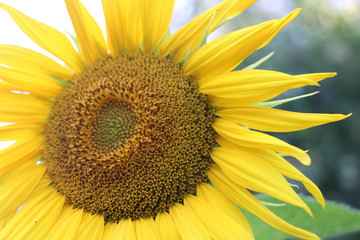sunflower on black background of blue sky