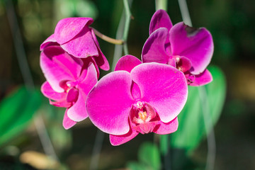 Purple orchid in the foreground with green background 
