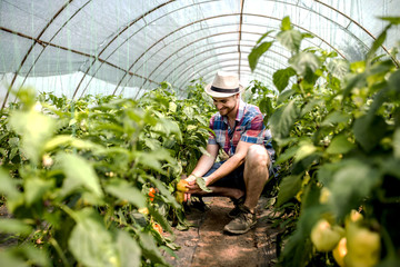 Young farmer at work in greenhouse